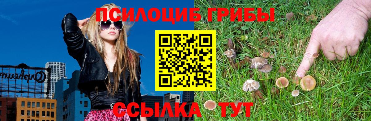 Галлюциногенные грибы Psilocybe Ялуторовск
